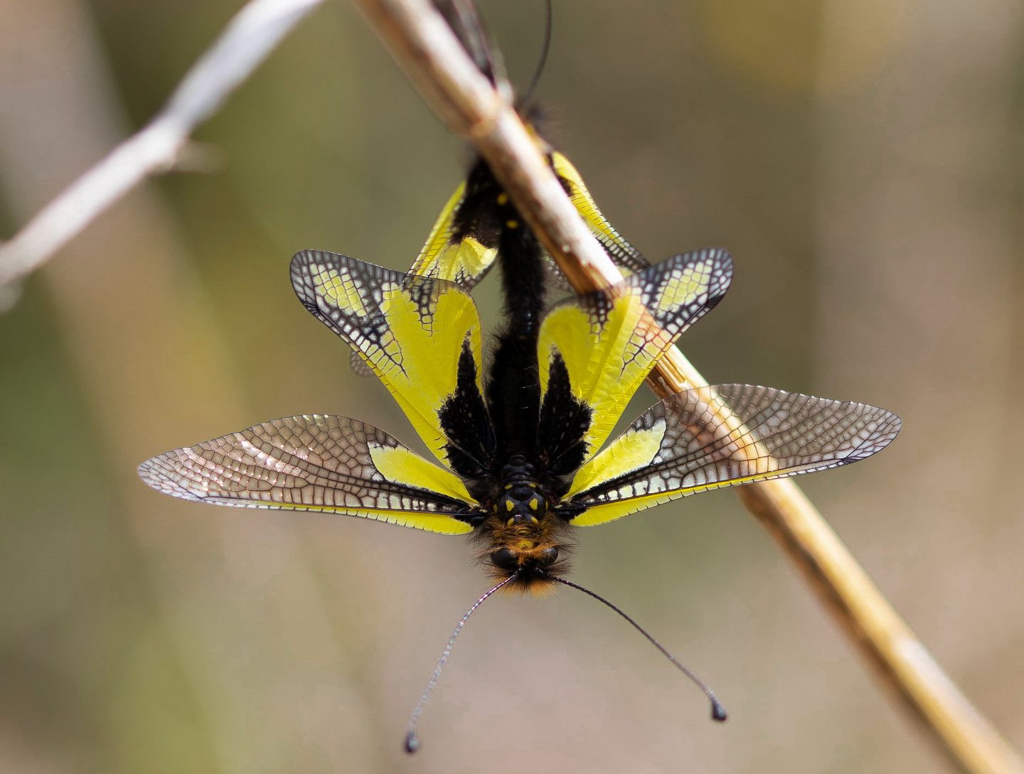 Ascalaphidae - Libelloides coccajus
